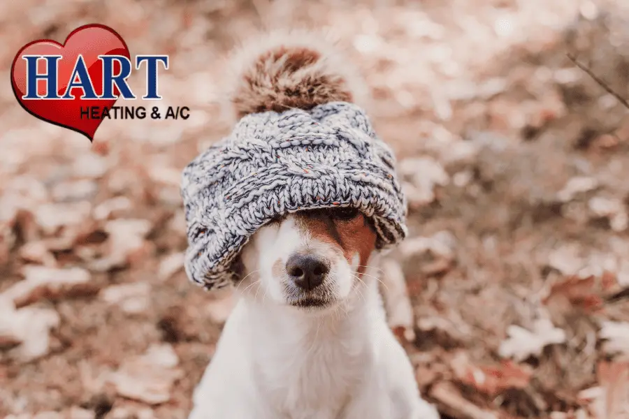 A dog in winter with a hat on