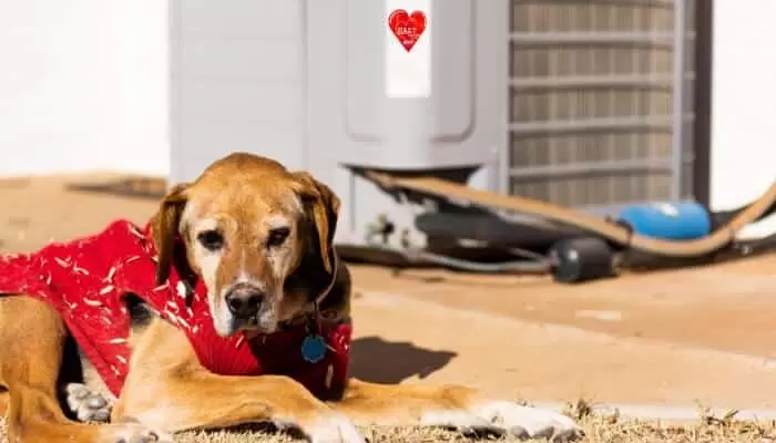 Hart Air Conditioner Dog In Red Sweater 1